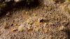 Picture of Gamer's Grass: Tiny Tufts - Beige