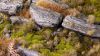 Picture of Gamer's Grass Moss 2mm Wild