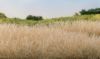 Picture of Woodland Scenics: 4mm Static Grass - Straw - FS620